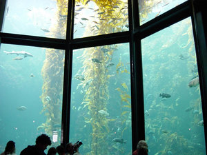 A 335,000 U.S. gallon (1.3 million liter) aquarium at the Monterey Bay Aquarium in California displaying a simulated kelp forest ecosystem