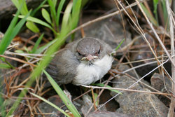 Baby bird unable to fly yet