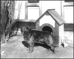 First dog Dash, outside of his doghouse during U.S. President Harrison's tenure.