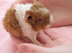 Guinea pig pup at 8 hours old