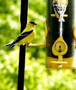 A pole hung bird feeder with a American Goldfinch.
