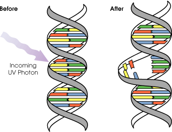 Ultraviolet photons harm the DNA molecules of living organisms in different ways. In one common damage event, adjacent bases bond with each other, instead of across the "ladder". This makes a bulge, and the distorted DNA molecule does not function properly.