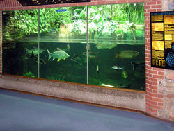 South East Asian fish in the aquarium at Bristol Zoo, Bristol, England. The tank is about 2 metres (6 feet) high.