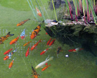 Koi have been kept in decorative ponds for centuries in China and Japan.