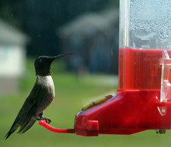 A hummingbird feeder.