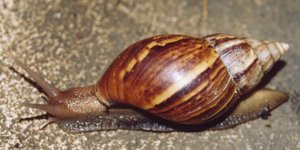Giant African Snail (Achatina fulica)
