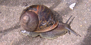 Brown garden snail