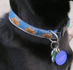 A dog might wear several different identifying dog tags.