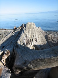 A piece of driftwood overlooking the Juan de Fuca Strait