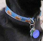 Nylon quick-release buckle collar with identification and medical tags.