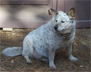 This Australian Cattle Dog's obesity poses a health risk for the dog.