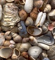 Various seashells