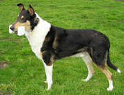 This Smooth Collie retrieves an obedience dumbbell made of wood; others are made of metal.