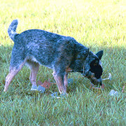 An ACD finding a scent article as part of obedience competition.