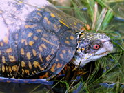 Gulf Coast Box Turtle, Terrapene carolina major (Emydidae)